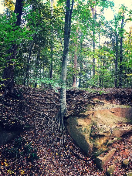 51F44455-DFA9-4F5A-92FE-F3B26A339238 (1)